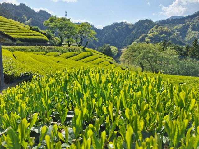 土佐東津野 新茶