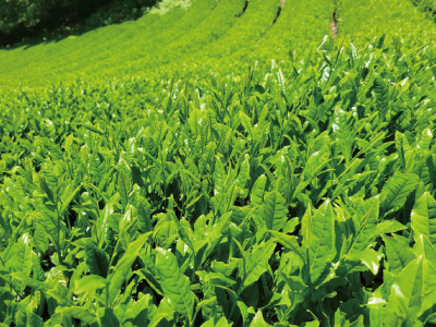 駿河内匠 新茶